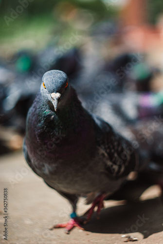 Pigeon portrait (front view) on a city street