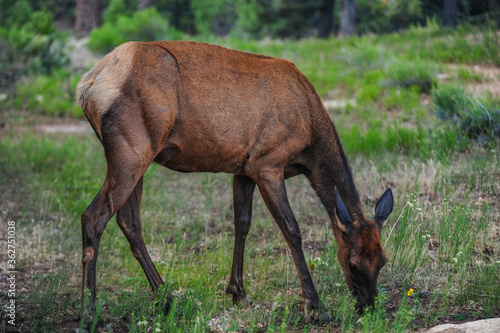 Fototapeta Naklejka Na Ścianę i Meble -  Female Elk