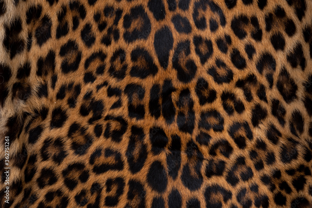 Leopard skin texture : Close-up leopard spot pattern texture background. Leopard skin texture : Close-up leopard spot pattern texture background.