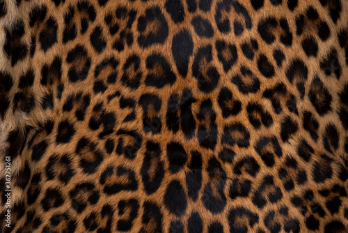 Leopard skin texture : Close-up leopard spot pattern texture background.