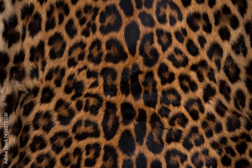 Obraz Leopard skin texture : Close-up leopard spot pattern texture background.