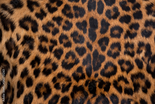 Leopard skin texture   Close-up leopard spot pattern texture background.