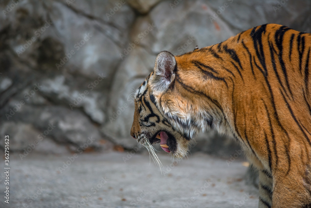 Obraz premium A close up of Indo-chinese tiger