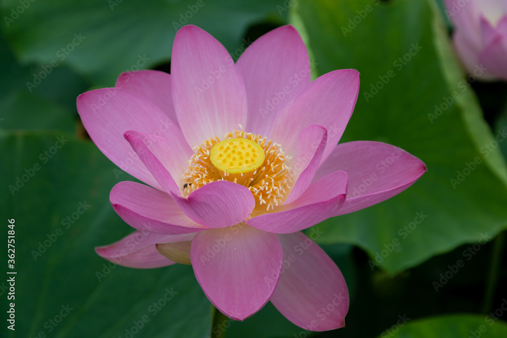 蓮の花 埼玉県行田市 日本 蓮の花 埼玉県行田市 日本