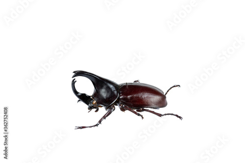 Beetle on white background with clipping path