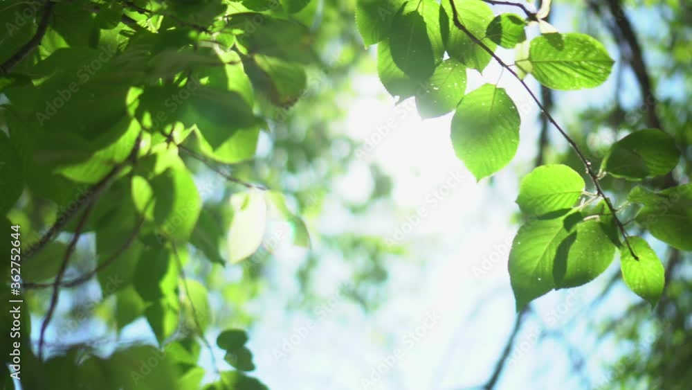 The rays of the sun break through the green leaves of trees. The sun shines through the foliage against the sky. The rays of the sun break through the green leaves of trees. The sun shines through the foliage against the sky.