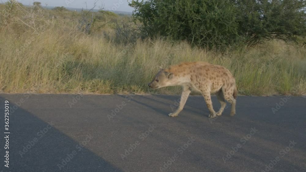Spotted Hyaena Walking on Asphalt Road in Savanna. Full Frame Slow Motion of Animal in Kruger National Park, South Africa Spotted Hyaena Walking on Asphalt Road in Savanna. Full Frame Slow Motion of Animal in Kruger National Park, South Africa