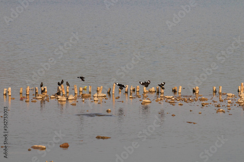 A flock of magpies flying over the lake © 尹戬