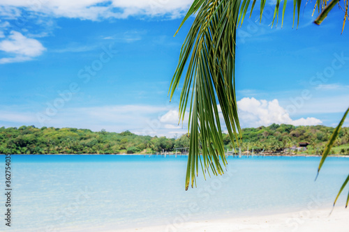 Palm leaves on beach at sky.