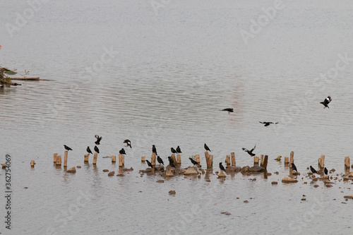 A flock of magpies flying over the lake © 尹戬