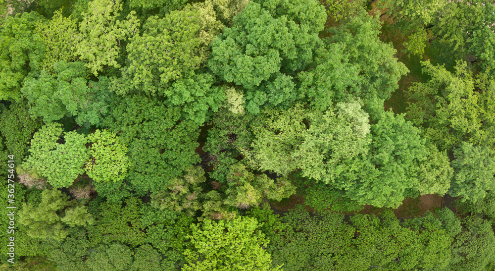 Aerial top view shot of tropical forest during summer for environmental and nature background usage