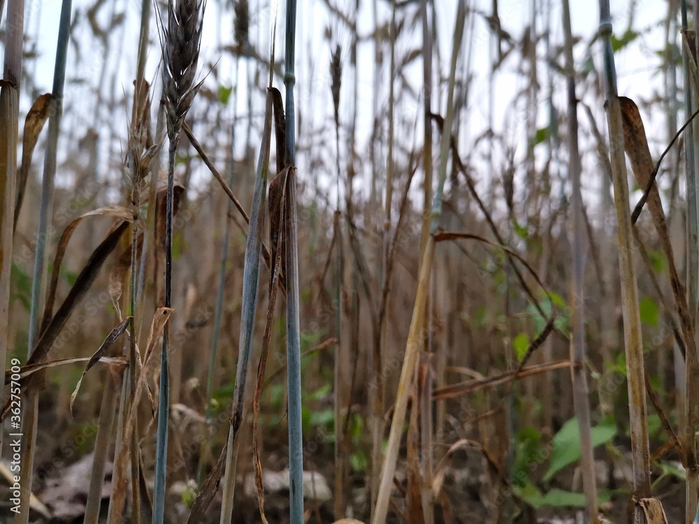 Fototapeta premium reeds in the water