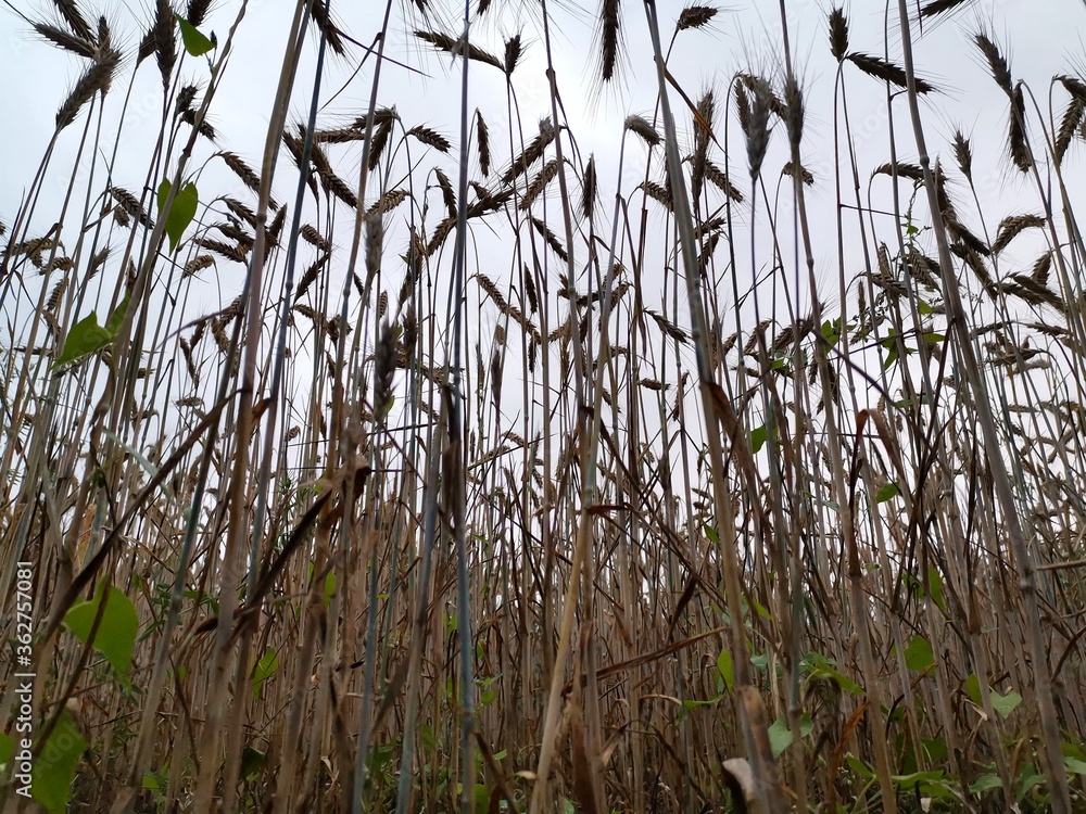 Fototapeta premium reeds in the water