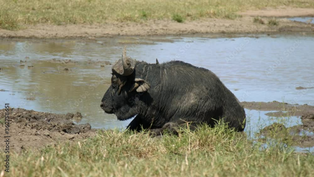 Wild African Animal in Natural Habitat. Full Frame Slow Motion View of Cape Buffalo in Mud With Birds on Head Cleaning Him From Parasites Wild African Animal in Natural Habitat. Full Frame Slow Motion View of Cape Buffalo in Mud With Birds on Head Cleaning Him From Parasites