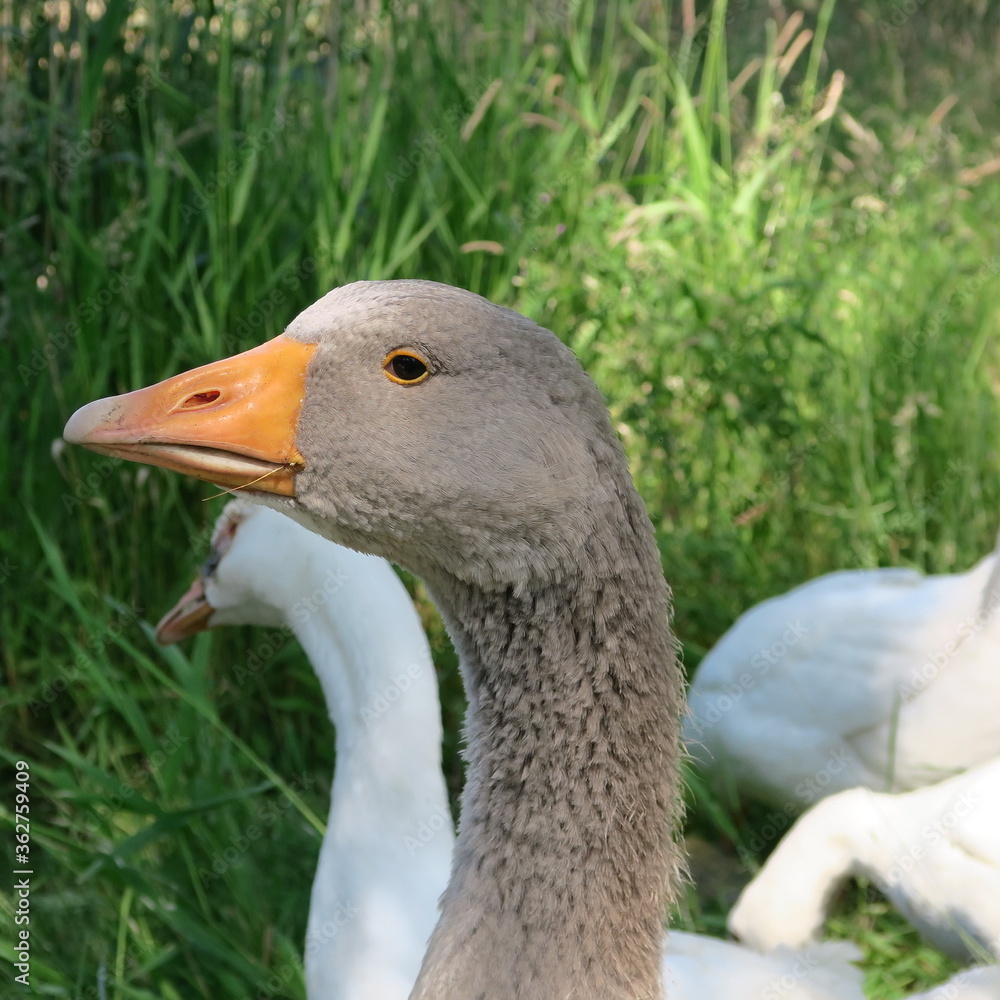live gray and white geese, eat green grass in summer in nature live gray and white geese, eat green grass in summer in nature