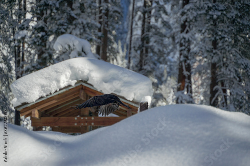 Wallpaper Mural cute bird on a pile of white snow in a forest with tall pine trees around it. Torontodigital.ca