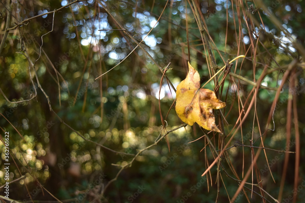 yellow hanging leaf