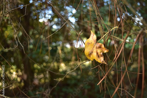 yellow hanging leaf