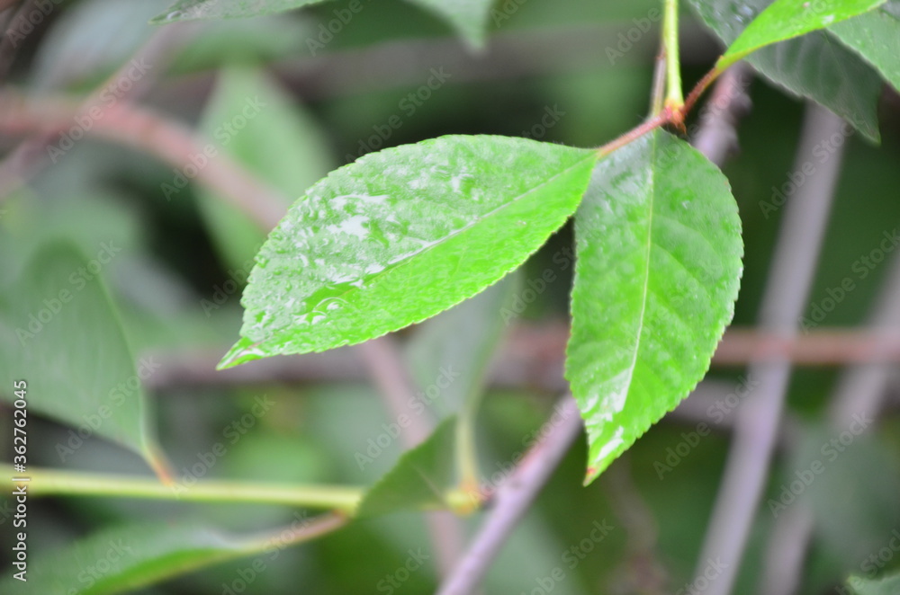 rainy season, water drop on green palm leaf, big foliage in rain forest, nature background rainy season, water drop on green palm leaf, big foliage in rain forest, nature background
