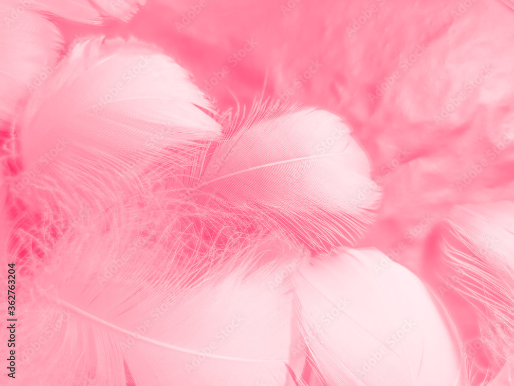 Obraz premium Beautiful abstract white and pink feathers on white background and soft white feather texture on pink pattern and pink background, feather background, pink banners