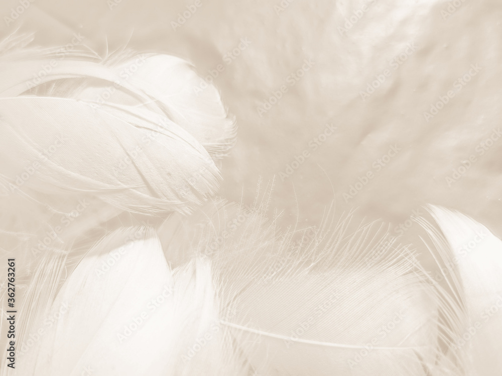 Obraz premium Beautiful abstract gray and white feathers on white background, soft brown feather texture on white pattern background, gray feather background