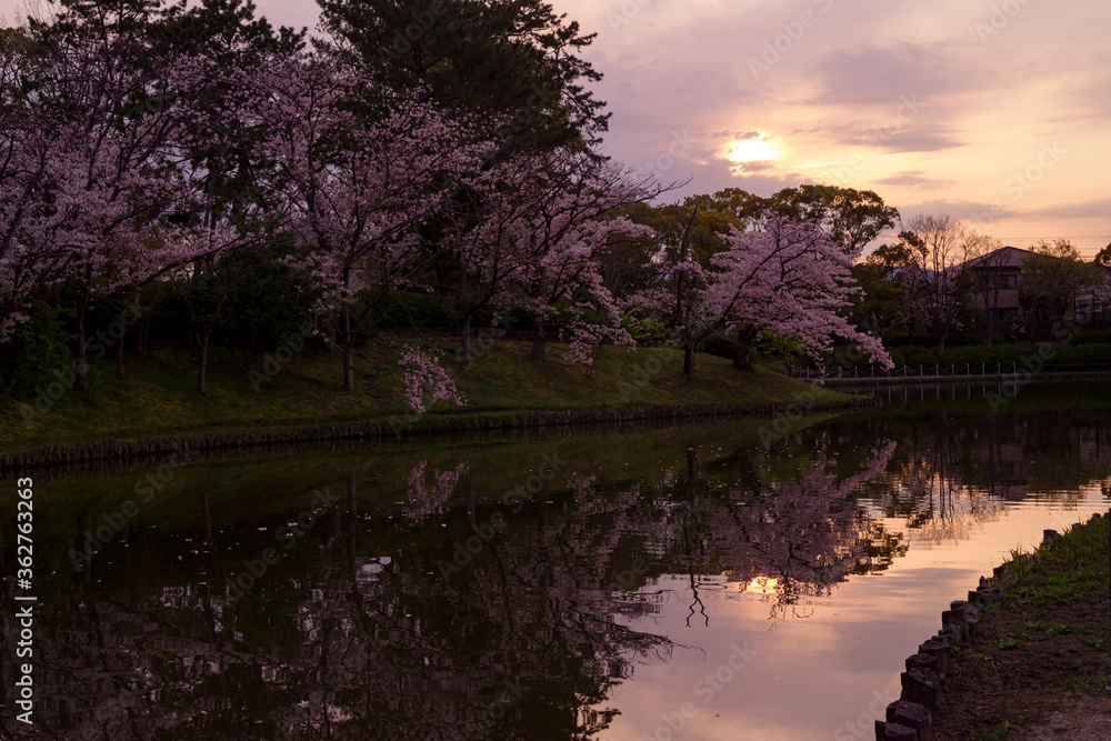 日本の春の公園・夕暮れの池のほとりに咲く桜と夕焼け空のリフレクション