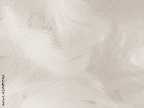 Beautiful abstract gray and white feathers on white background, soft brown feather texture on white pattern background, gray feather background © Weerayuth
