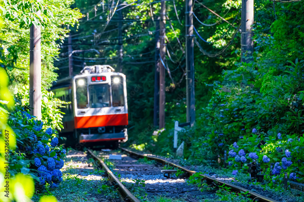 Naklejka premium 【神奈川県 箱根】箱根登山鉄道沿いのアジサイ