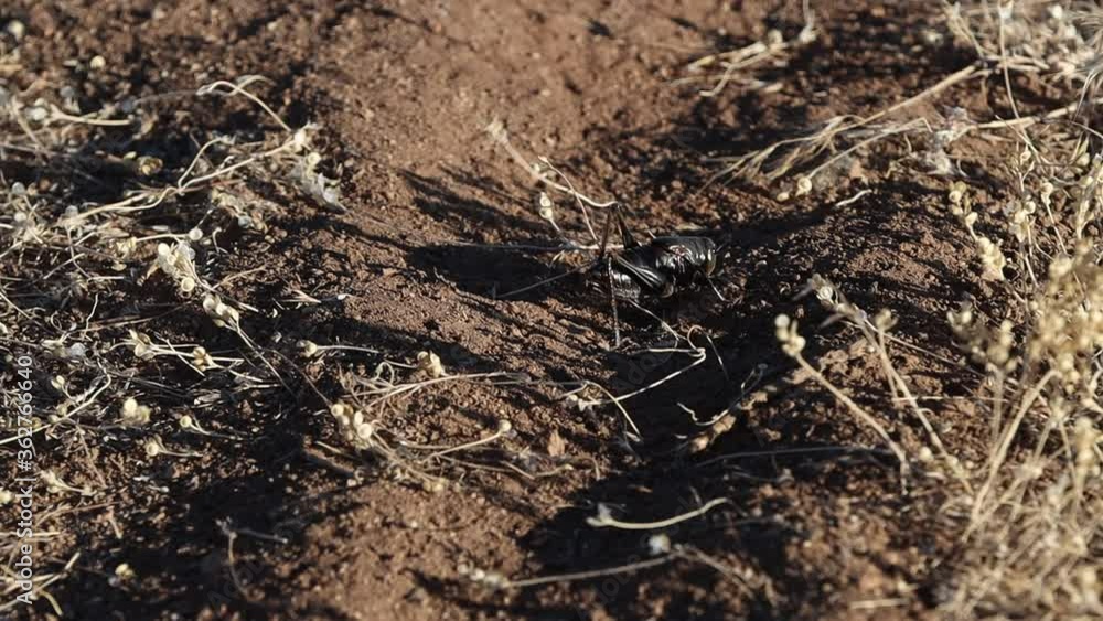 Desert Mormon Cricket Migration Nevada Desert Mormon Cricket Migration Nevada