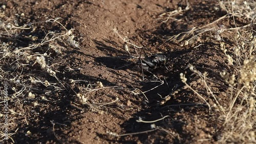 Wallpaper Mural Desert Mormon Cricket Migration Nevada Torontodigital.ca