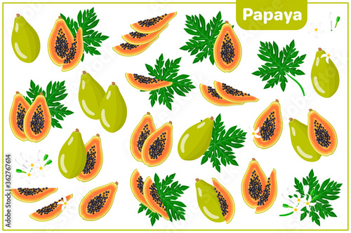 Set of vector cartoon illustrations with Papaya exotic fruits, flowers and leaves isolated on white background