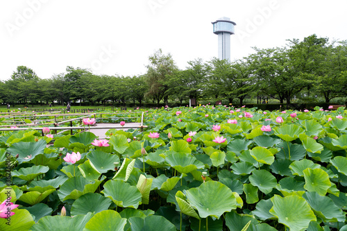 蓮の花　埼玉県行田市　日本