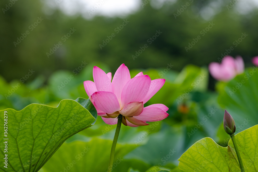 蓮の花　埼玉県行田市　日本