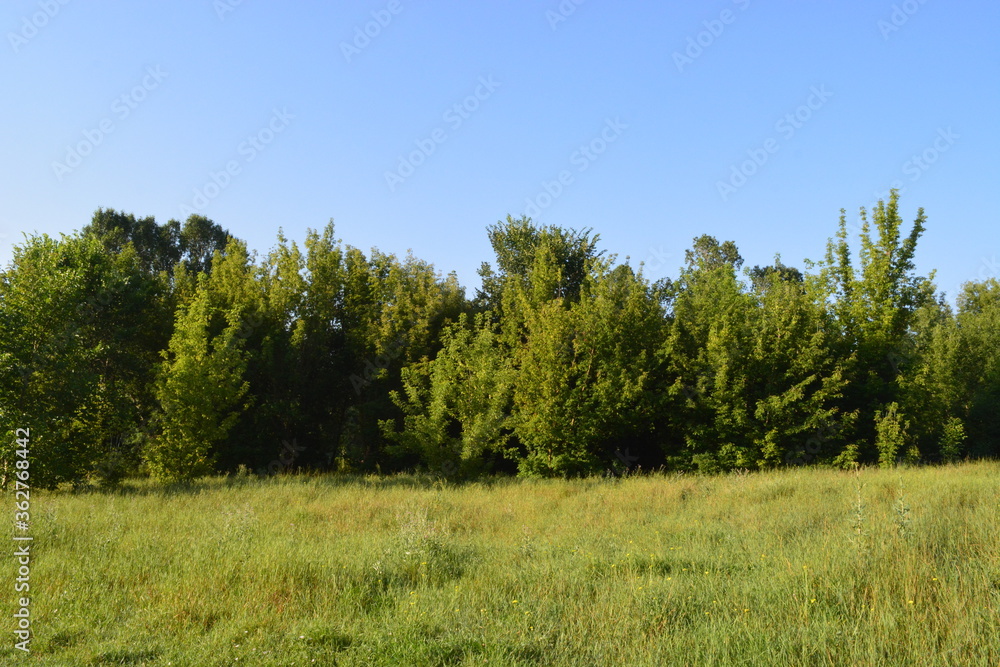 forest glade