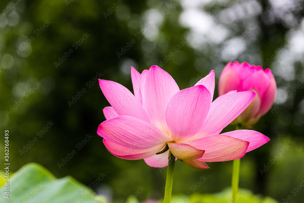 蓮の花　埼玉県行田市　日本