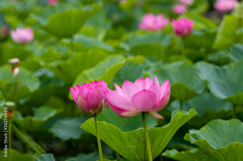 蓮の花 埼玉県行田市 日本