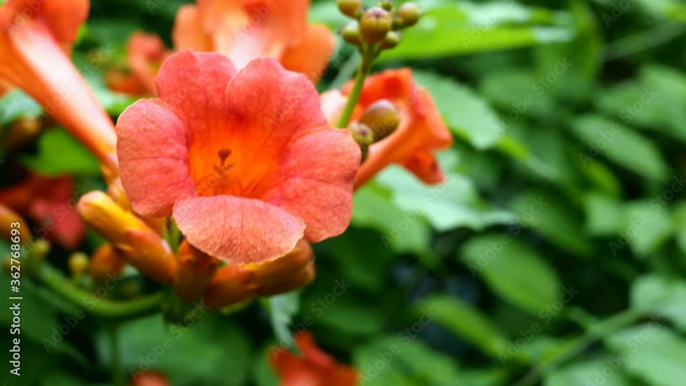 Flower head of tropical flower campsis radicans, cow itch vine, hummingbird vine, trumpet creeper red color swinging on wind on garden or backyard. Selective focus. Close-up. Flower head of tropical flower campsis radicans, cow itch vine, hummingbird vine, trumpet creeper red color swinging on wind on garden or backyard. Selective focus. Close-up.