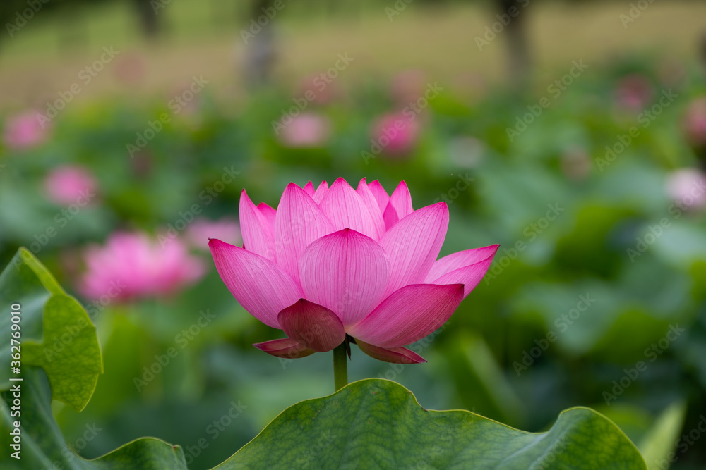 蓮の花　埼玉県行田市　日本