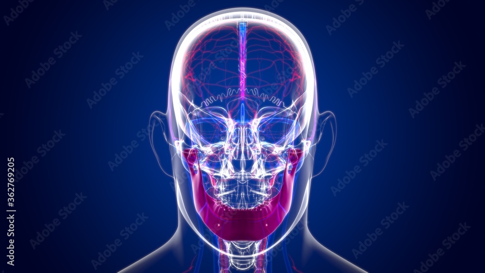 Human Skeleton Skull Mandible Bone Anatomy For Medical Concept Human Skeleton Skull Mandible Bone Anatomy For Medical Concept