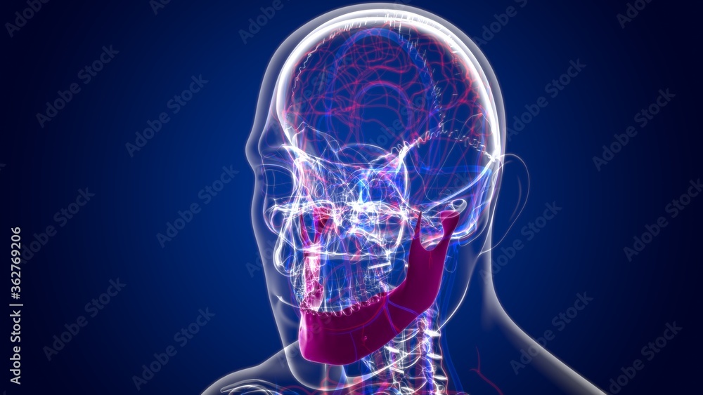 Human Skeleton Skull Mandible Bone Anatomy For Medical Concept Human Skeleton Skull Mandible Bone Anatomy For Medical Concept