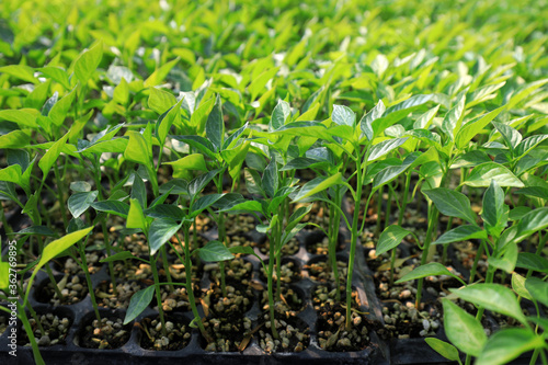 Pepper seedlings in nursery, China