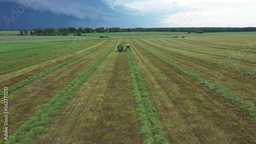 Preparing hay for feeding animals. Cutting alfalfa fieldand swathing with a swather. Haymaking in the countryside. Grass silage. Combine harvester in the field. Release silage into a skip with tractor photo