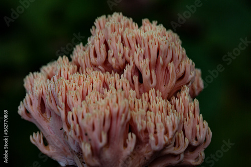 Pleurotus eryngii. Mushroom Thistle. Cardoncello mushroom.