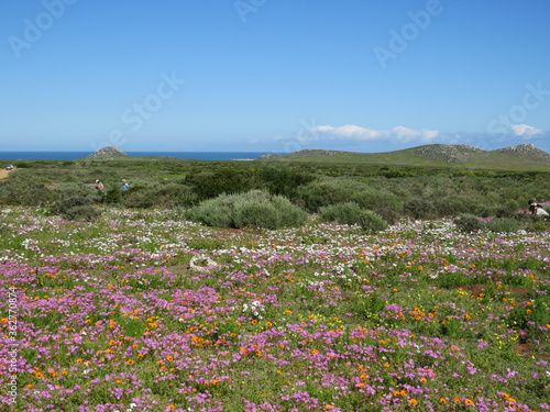 Spring Flower Season: West Coast National Park, Cape Town, South Africa
