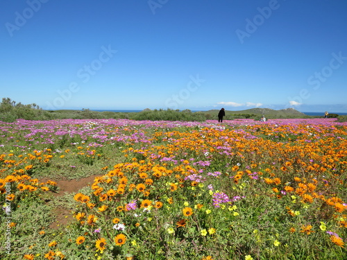 Spring Flower Season: West Coast National Park, Cape Town, South Africa