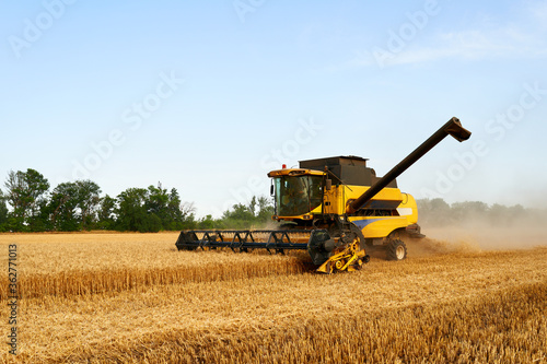 Combine harvester working in wheat field with clear blue sky. Harvesting machine driver cutting crop in a farmland. Agriculture theme  harvesting season.