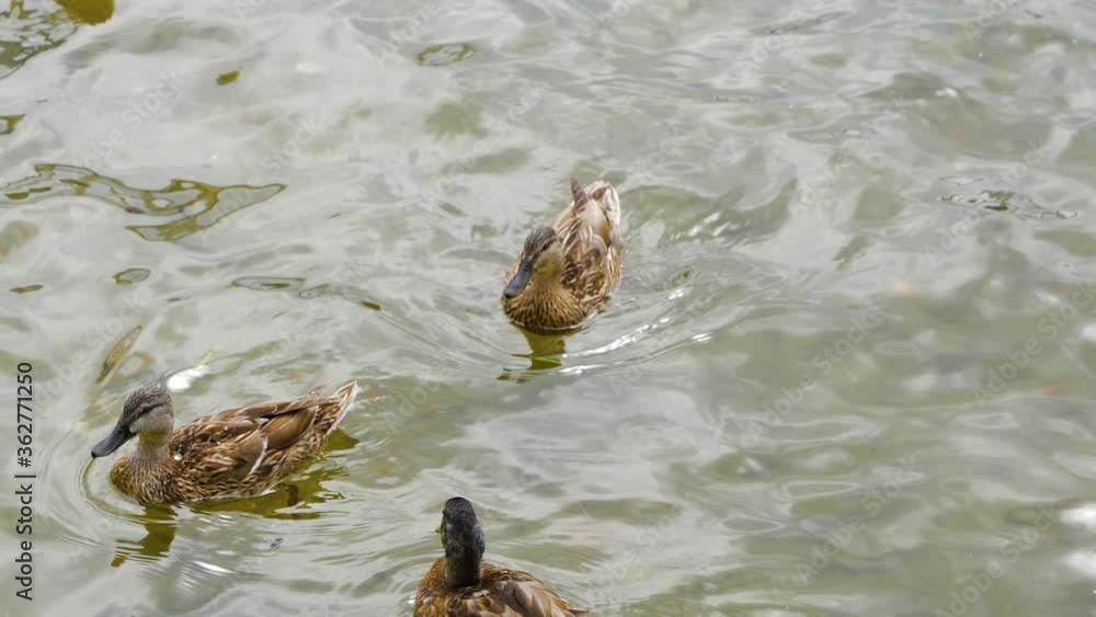 Wild mallard ducks floating around in a pond in slow motion Wild mallard ducks floating around in a pond in slow motion
