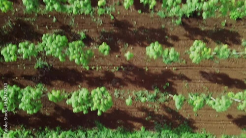 Footage over young rubber trees, Chup district, Kampong Cham province, Cambodia photo