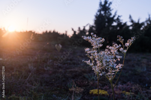 Blossom Dropwort close up by sunset