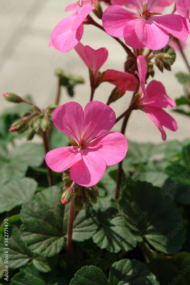 A close up of pink pelargonium flowers of the 'Apache' variety in the garden on a sunny day. Bright rose geranium flowers A close up of pink pelargonium flowers of the 'Apache' variety in the garden on a sunny day. Bright rose geranium flowers